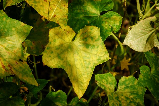 Какие листья обрывать у огурцов в теплице фото и когда